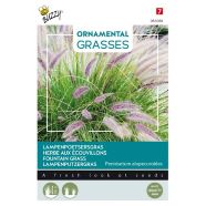 Pennisetum Fountain Grass Seeds
